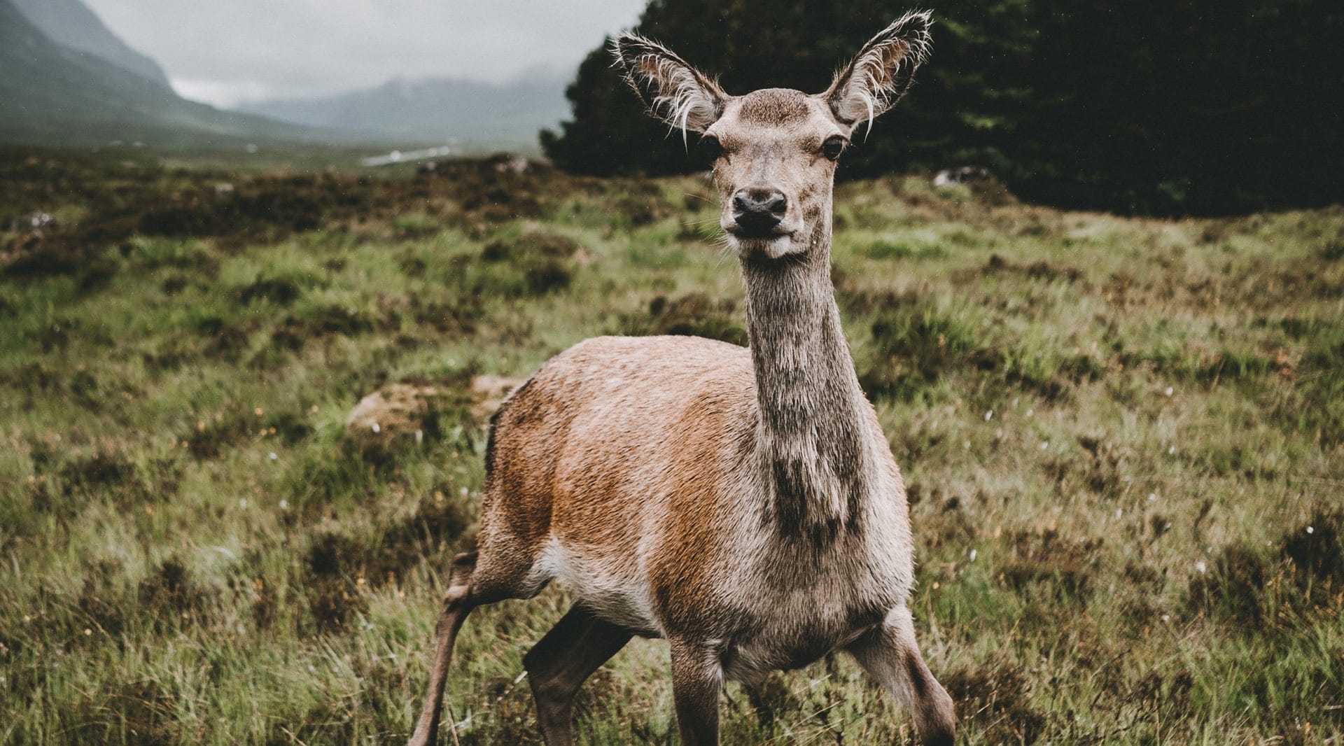Fawn in Val di Fiemme